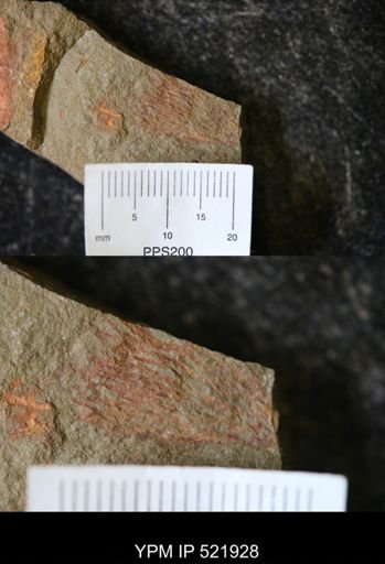 Dictyonema sp.
