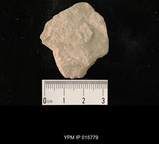 Probnis speciosa