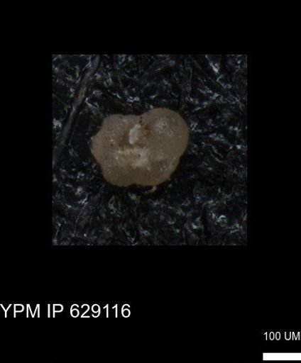 undet. Rugoglobigerinidae