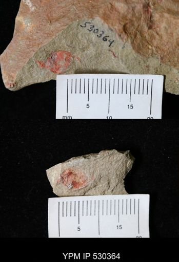 undet. Stylophora