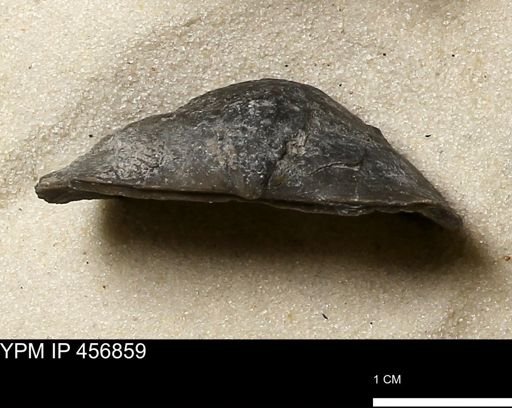 Stropheodonta sp.
