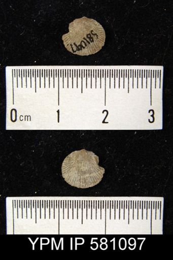 undet. Orthida