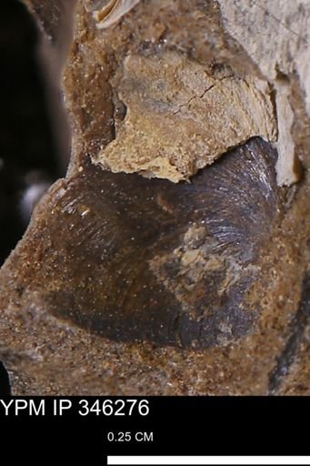 Limopsis striatopunctatus