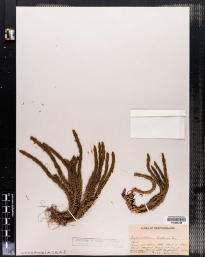 Lycopodium selago