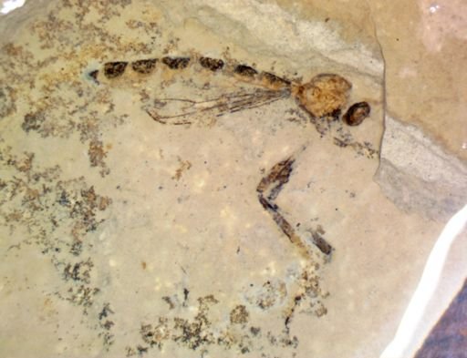Tipulidae?