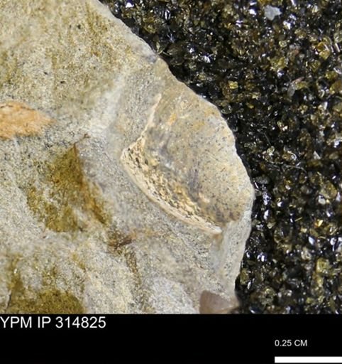 undet. Mollusca