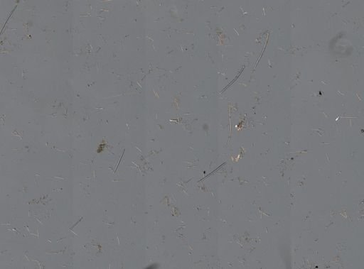 Callyspongia vaginalis