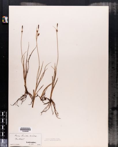 Carex livida
