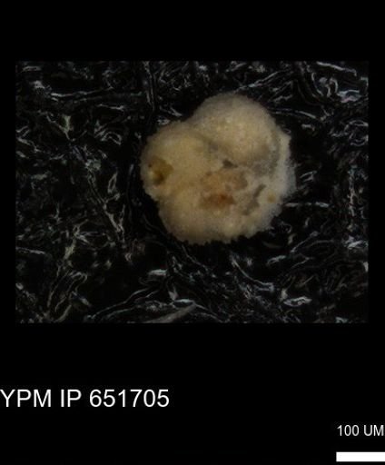 undet. Foraminiferida