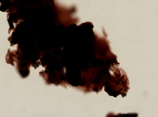 Dendrilla cf. camera