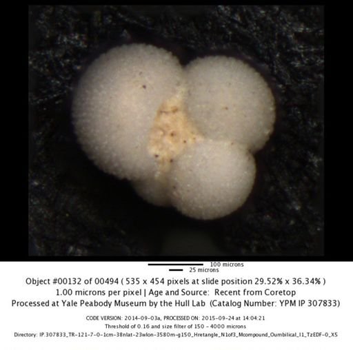 Globigerina bulloides