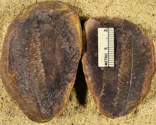 Pecopteris sp.