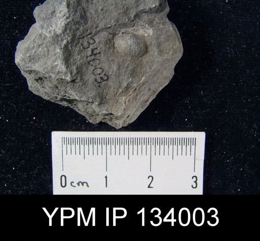 undet. Brachiopoda