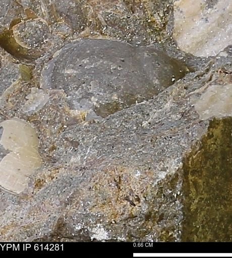 Limopsis striatopunctatus