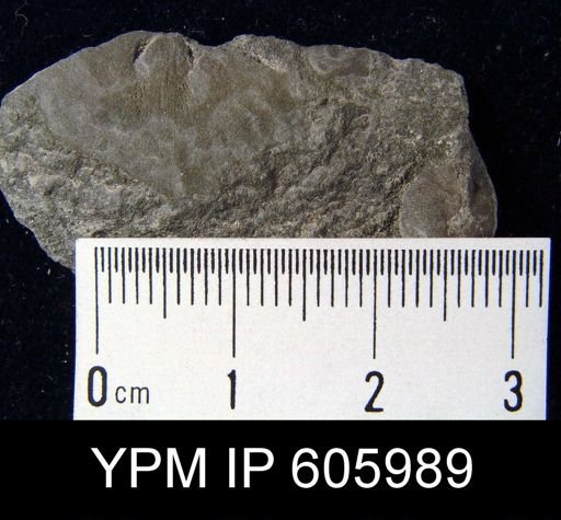 Nervostrophia sp.