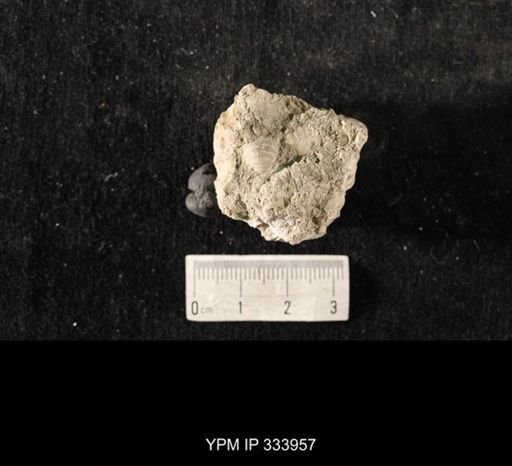 Echinoconchus biseriatus
