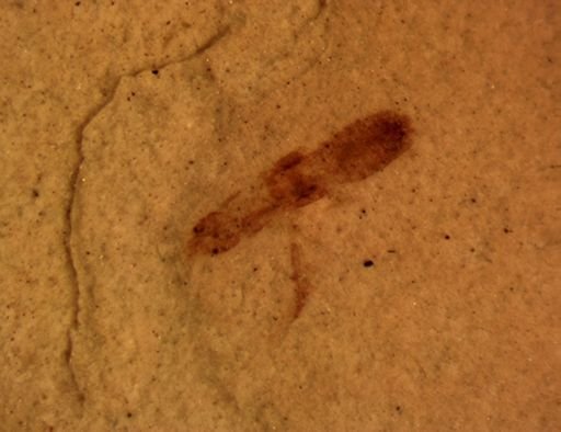 undet. Staphylinidae