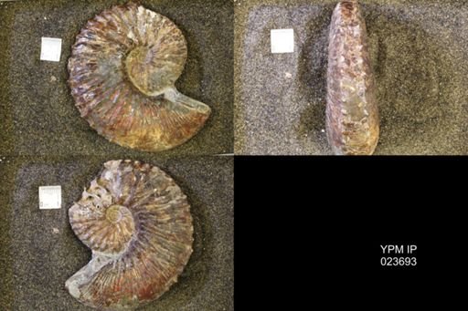 Jeletzkytes nebrascensis