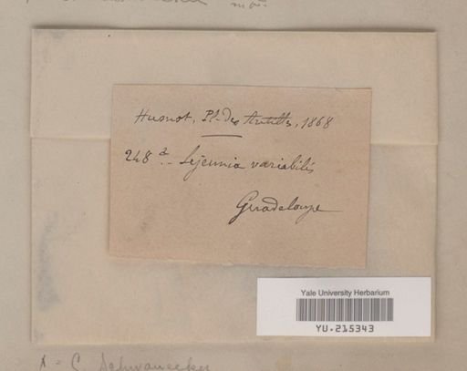Ceratolejeunea schwaneckei