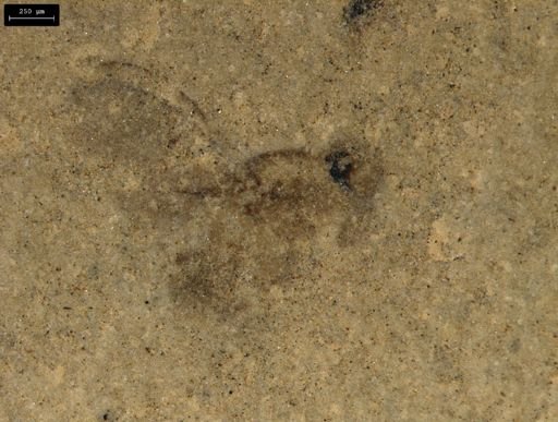 taxon undetermined