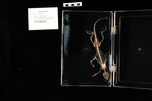 Sauromalus ater