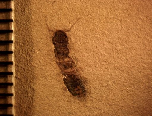 undet. Staphylinidae
