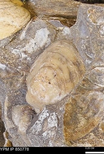 Limopsis striatopunctatus