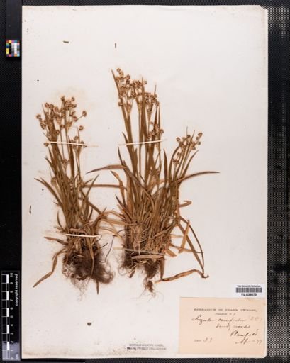 Luzula campestris