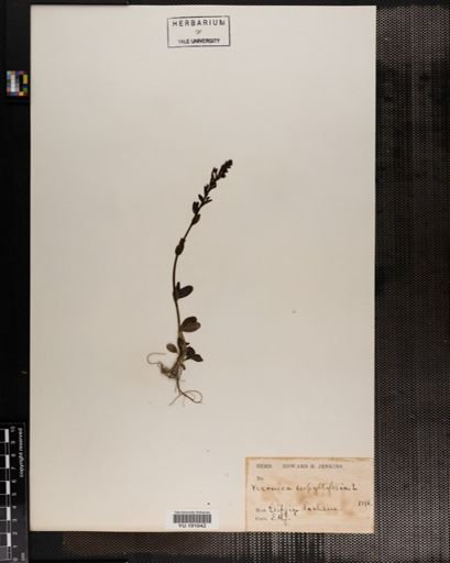 Plantae