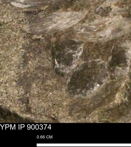 Anomia gryphorhyncha