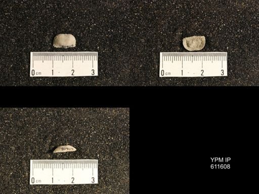 Lissochonetes geinitzianus