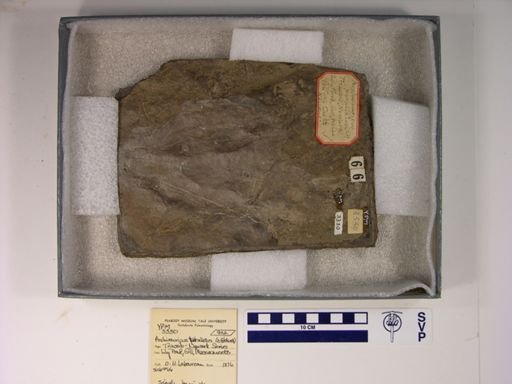 Anchisauripus parallelus