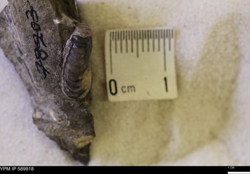 Jeletzkytes nebrascensis