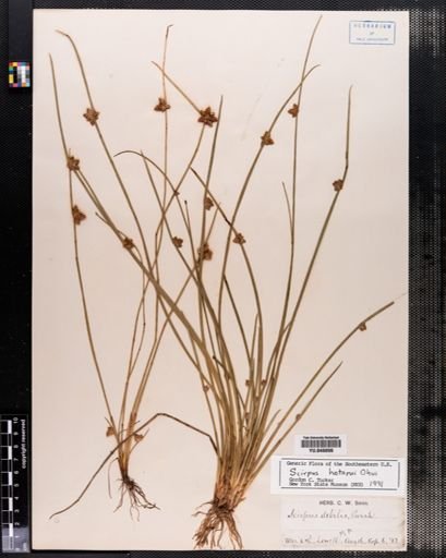 Scirpus hotarui