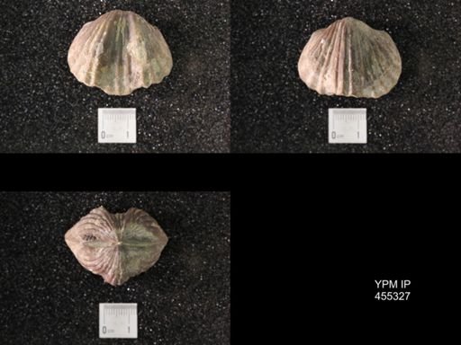 Platystrophia ponderosa