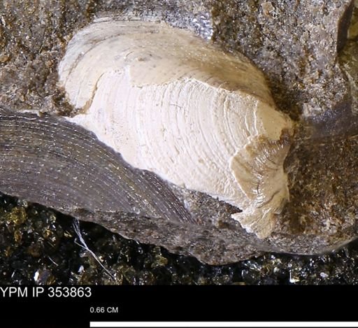 Limopsis striatopunctatus