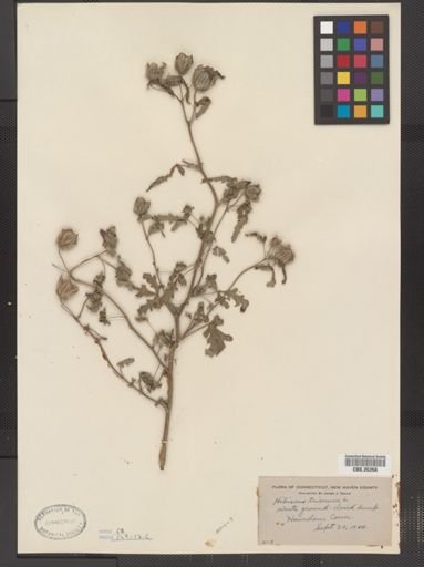 Hibiscus trionum
