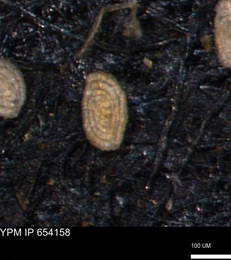 Spirolocammina planula