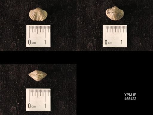 Platystrophia morrowensis