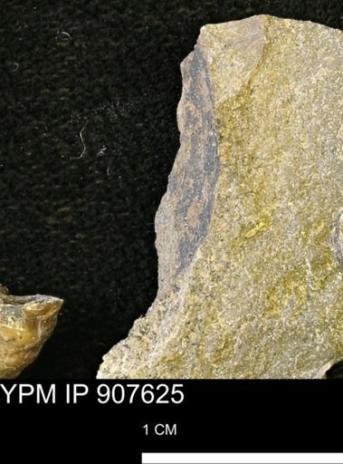 undet. Mollusca