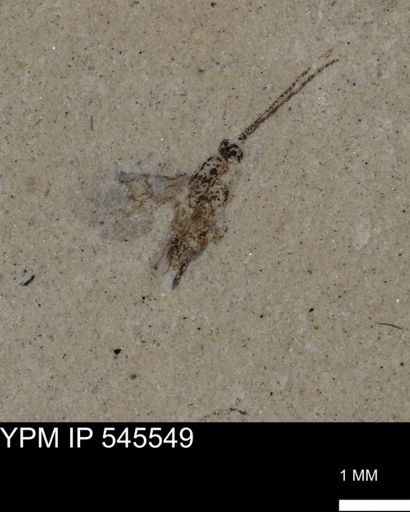 Hymenoptera?