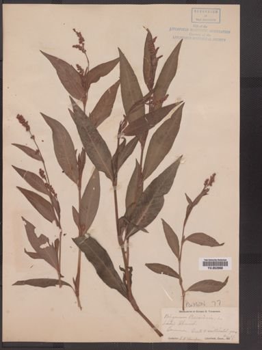 Polygonum persicaria
