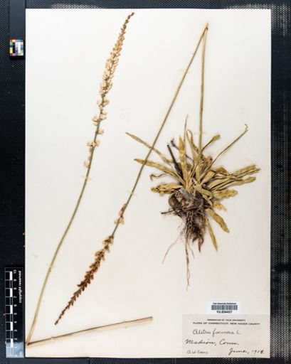 Aletris farinosa