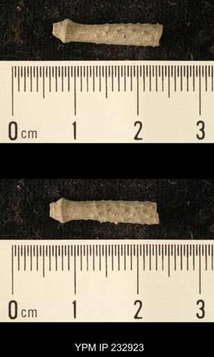 Archaeocidaris sp.
