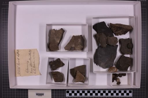 mixed taxa, stratigraphic collection