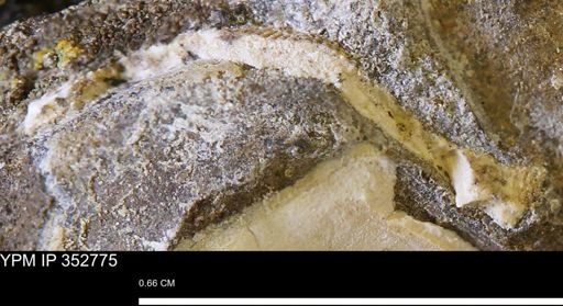 Parallelodon (Cosmetodon)?