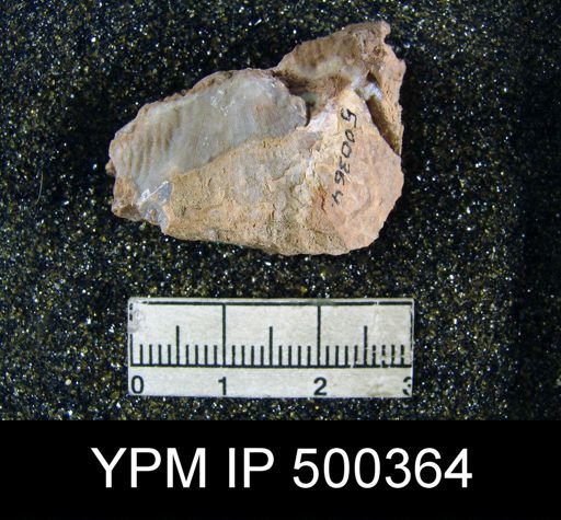 Dictyoclostus sp.