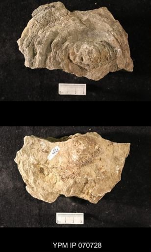 Favosites louisvillensis?