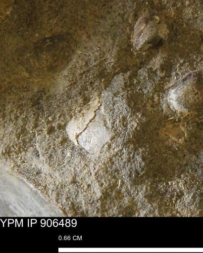 undet. Mollusca