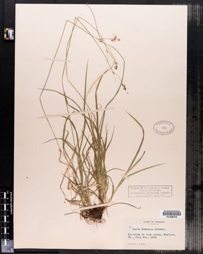 Carex deweyana
